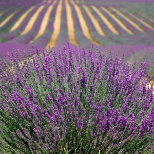 Collection Provence